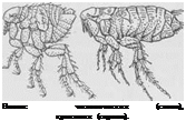 Подпись:  
Блохи:	человеческая	(слева),
крысиная (справа).
